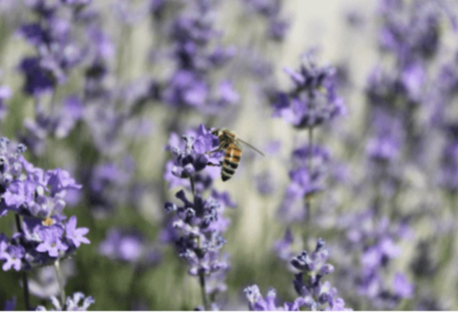 Levandule sypaná 70g BIO